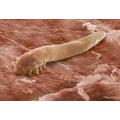 Demodex atka